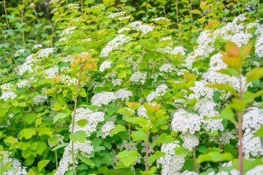 Çiçek açan bahar çiçekleri. Lobularia maritima çiçekleri. Alyssum maritimum, Sweet Alison, Brassicaceae familyasından bir bitki türü..