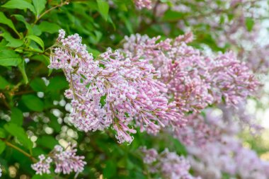 Çiçek açan bahar çiçekleri. Leylak ağacının güzel çiçekleri. Bahar konsepti. Bahçedeki bir ağaçtaki leylak dalları.