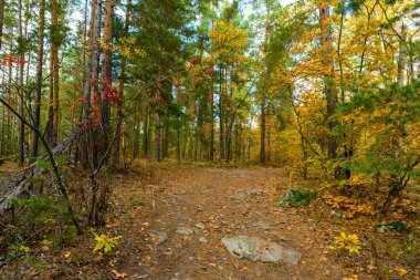 Muhteşem sonbahar manzarası. Renkli ağaçlarla dolu güzel bir romantik sokak. Güneşli bir günde ormanın manzarası..