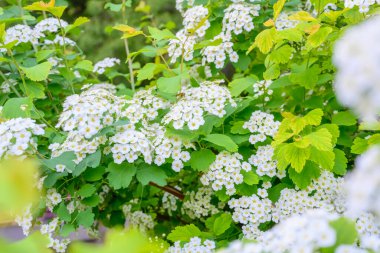 Çiçek açan bahar çiçekleri. Lobularia maritima çiçekleri. Alyssum maritimum, Sweet Alison, Brassicaceae familyasından bir bitki türü..