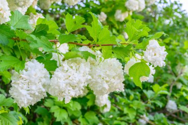 Çiçek açan bahar çiçekleri. Büyük, güzel, beyaz, çiçek açan Viburnum opulus Roseum Boule de Neige topları. Beyaz Guelder Rose veya Viburnum opulus sterilis, Kartopu Bush, Avrupa Kartopu.