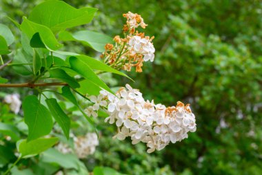 Çiçek açan bahar çiçekleri. Leylak ağacının güzel çiçekleri. Bahar konsepti. Bahçedeki bir ağaçtaki leylak dalları.