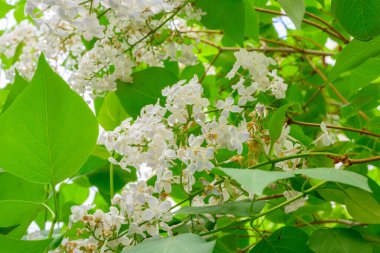 Çiçek açan bahar çiçekleri. Leylak ağacının güzel çiçekleri. Bahar konsepti. Bahçedeki bir ağaçtaki leylak dalları.