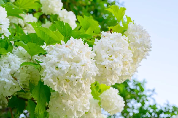Blühende Frühlingsblumen Große Weiße Kugeln Blühender Viburnum Opulus Roseum Boule lizenzfreie Stockfotos