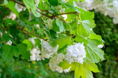 Çiçek açan bahar çiçekleri. Büyük, güzel, beyaz, çiçek açan Viburnum opulus Roseum Boule de Neige topları. Beyaz Guelder Rose veya Viburnum opulus sterilis, Kartopu Bush, Avrupa Kartopu.