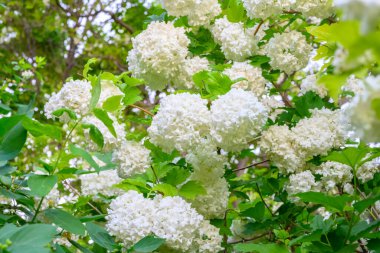 Çiçek açan bahar çiçekleri. Büyük, güzel, beyaz Viburnum opulus Roseum (Boule de Neige) topları. Beyaz Guelder Rose veya Viburnum opulus sterilis, Kartopu Bush, Avrupa Kartopu.