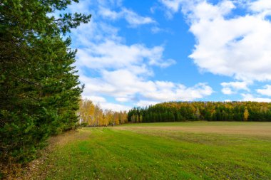 Muhteşem sonbahar manzarası. Renkli ağaçlarla dolu güzel bir romantik sokak. Güneşli bir günde ormanın manzarası..