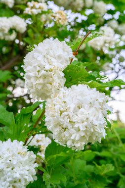 Çiçek açan bahar çiçekleri. Büyük, güzel, beyaz Viburnum opulus Roseum (Boule de Neige) topları. Beyaz Guelder Rose veya Viburnum opulus sterilis, Kartopu Bush, Avrupa Kartopu.