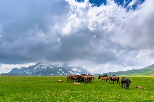 stock image Horses in the Alpine mountains. Beautiful landscape with mountains, green grassy meadows in springtime.