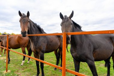 At çiftliğindeki atlar. Sonbahar çiftliği ve atlar. Kırsal sonbahar manzarası.
