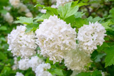 Çiçek açan bahar çiçekleri. Büyük, güzel, beyaz Viburnum opulus Roseum (Boule de Neige) topları. Beyaz Guelder Rose veya Viburnum opulus sterilis, Kartopu Bush, Avrupa Kartopu.