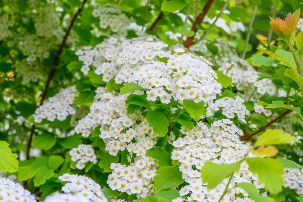 Çiçek açan bahar çiçekleri. Lobularia maritima çiçekleri (Alyssum maritimum, Sweet Alyssum, Sweet Alison), Brassicaceae familyasından bir bitki türü..