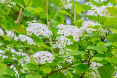 Çiçek açan bahar çiçekleri. Lobularia maritima çiçekleri. Alyssum maritimum, Sweet Alison, Brassicaceae familyasından bir bitki türü..