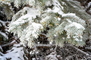 Gün batımında karla kaplı çam ağacı dalları ve kışın buz sisi..