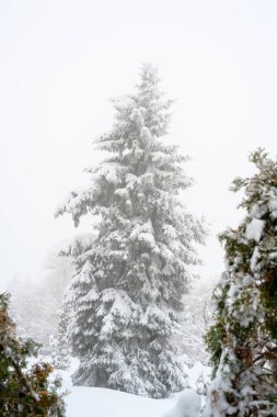 Ormanda sabah sisi, kar yığınları, kar fırtınası ve beyaz kar..