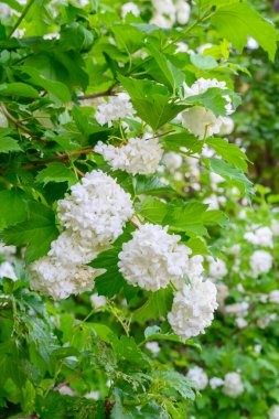 Yarı karavan kamyonu, yarı kamyon, traktör ünitesi ve yük taşımak için yarı karavan. Kargo taşımacılığı sert kış koşullarında kaygan, buzlu ve karlı yollarda.