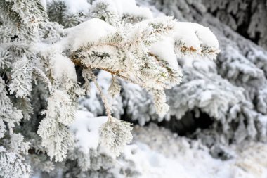 Yarı karavan kamyonu, yarı kamyon, traktör ünitesi ve yük taşımak için yarı karavan. Kargo taşımacılığı sert kış koşullarında kaygan, buzlu ve karlı yollarda.