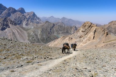 Tacikistan dağlarında bir eşek. Fan Dağları.
