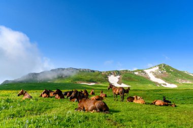 Alp Dağları 'ndaki atlar. Dağları olan güzel bir manzara, ilkbaharda yeşil çimenli çayırlar.
