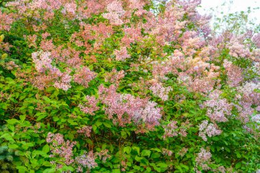 Çiçek açan bahar çiçekleri. Leylak ağacının güzel çiçekleri. Bahar konsepti. Bahçedeki bir ağaçtaki leylak dalları.