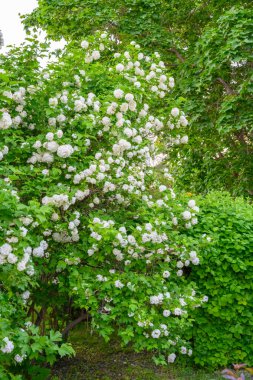 Çiçek açan bahar çiçekleri. Büyük, güzel, beyaz Viburnum opulus Roseum (Boule de Neige) topları. Beyaz Guelder Rose veya Viburnum opulus sterilis, Kartopu Bush, Avrupa Kartopu.