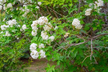 Çiçek açan bahar çiçekleri. Büyük, güzel, beyaz Viburnum opulus Roseum (Boule de Neige) topları. Beyaz Guelder Rose veya Viburnum opulus sterilis, Kartopu Bush, Avrupa Kartopu.
