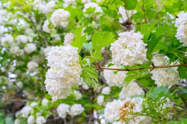 Çiçek açan bahar çiçekleri. Büyük, güzel, beyaz Viburnum opulus Roseum (Boule de Neige) topları. Beyaz Guelder Rose veya Viburnum opulus sterilis, Kartopu Bush, Avrupa Kartopu.