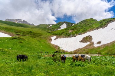 Alp Dağları 'ndaki atlar. Dağları olan güzel bir manzara, ilkbaharda yeşil çimenli çayırlar.