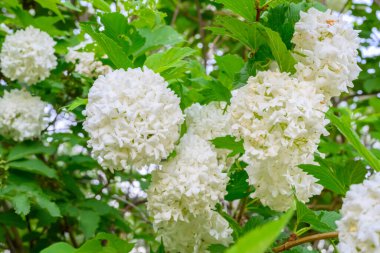 Çiçek açan bahar çiçekleri. Büyük, güzel, beyaz Viburnum opulus Roseum (Boule de Neige) topları. Beyaz Guelder Rose veya Viburnum opulus sterilis, Kartopu Bush, Avrupa Kartopu.