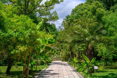 Botanik bahçesi manzaralı bir manzara. Sukhumi Botanik Bahçesi