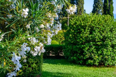 Yeni Athos 'taki tapınağın yanındaki çiçekler. Yazın güneşli bir günde Yeni Athos' ta. Abhazya.