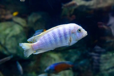 Soçi Akvaryumu 'nun akvaryumunda çok renkli balıklar. Soçi 'nin turistik yerleri. Yakın çekim..