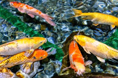 Renkli koi balıklarının hareketli ve hareketli bir görüntüsü. Huzurlu bir gölette birlikte yüzüyorlar..