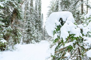 Kış karlı ormanlar, kar yığınları, köknar ağaçları ve Ural Dağlarında bir patika..