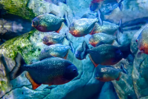 stock image Red-bellied piranha Pygocentrus nattereri or Red piranha in their habitat.