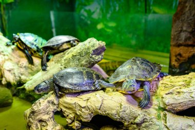 Hayvanat bahçesindeki üzgün kırmızı kulaklı kaplumbağalar. Esaret altındaki hayvanlar.