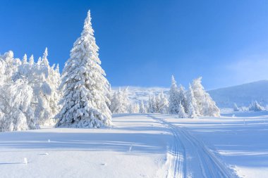 Kar yığınlarındaki kar ağaçlarıyla kaplı panoramik bir manzara. Büyülü kış ormanı. Doğa kış manzarası.