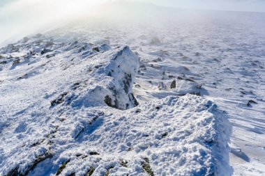 Kar yığınlarındaki kar ağaçlarıyla kaplı panoramik bir manzara. Büyülü kış ormanı. Doğa kış manzarası.