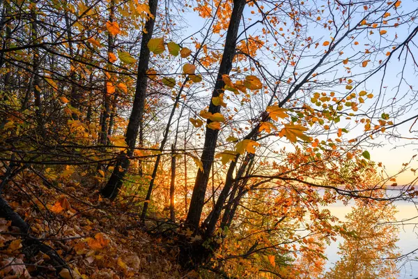 Günbatımında yaprakları, ormanları, dağları, ağaçları, sarı otları ve nehri olan sonbahar manzarası. Sonbahar doğa arka planı. Volga Nehri 'nin sonbahar kıyıları.