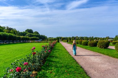 Bahçede çimenler, yeni gelişen Aşağı Park, Peterhof bölgesindeki pembe güller..