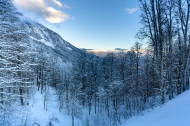 Karla kaplı ağaçlar ve uzak sıradağlarla nefes kesici bir kış ormanı manzarası. Soğuk atmosfer ve karla kaplı zemin huzurlu ve sakin bir kış manzarası yaratır..