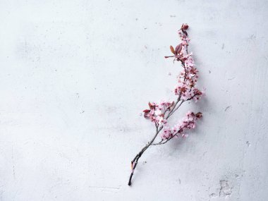 Cherry blossoms on concrete background. Flatlay with space for text. Spring mood concept