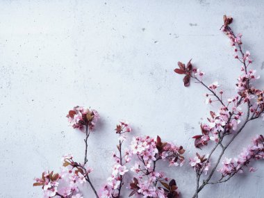 Cherry blossoms on concrete background. Flatlay with space for text. Spring mood concept