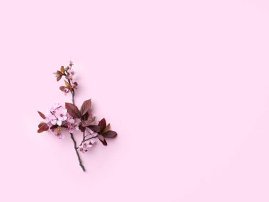 Pattern with cherry blossoms and magnolia flowers on pink background. Flatlay. Spring vibe.