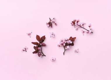 Flatlay with cherry blossoms on pink background. View from above. Spring flower vibe.