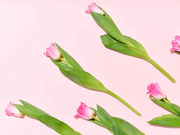 Креативная Макет Узором Тюльпанов Розовом Фоне — стоковое фото