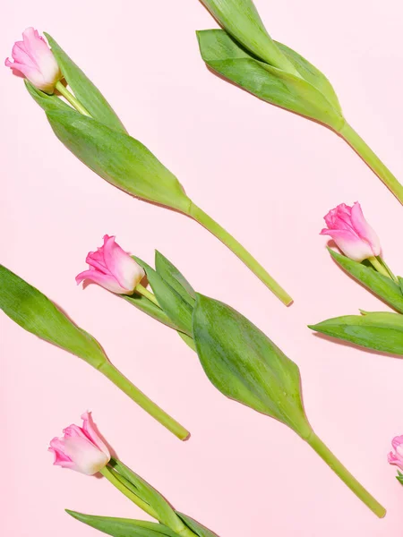 Креативная Макет Узором Тюльпанов Розовом Фоне — стоковое фото