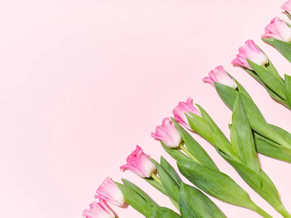 Layout Creativo Con Motivo Fatto Tulipani Sfondo Rosa — Foto Stock