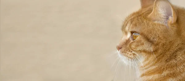 Close Ginger Red British Male Shorthair Cat Profile View Yellow — Stock Photo, Image