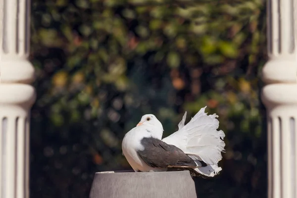 Schöne Fantail Tauben Garten — Stockfoto